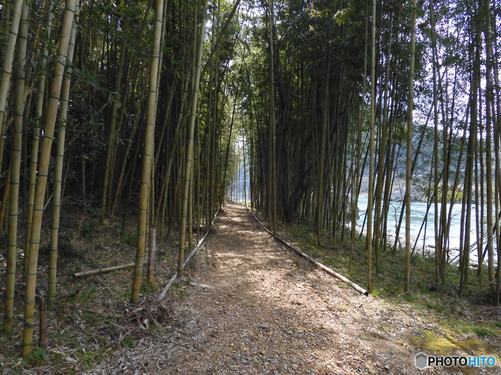 竹林の静寂