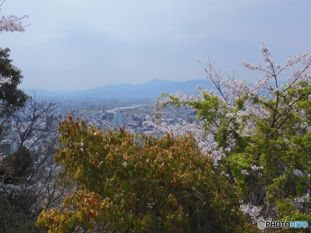 山林から桜