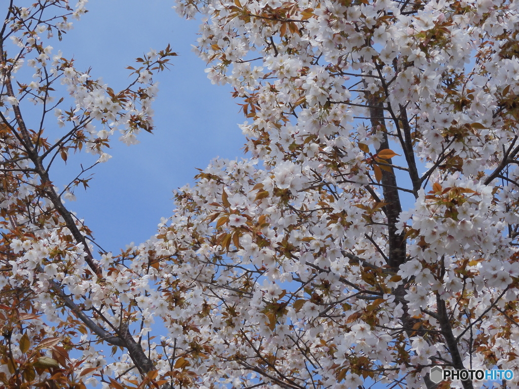 山桜