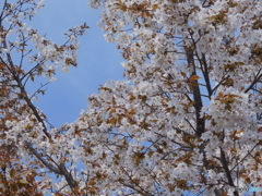 山桜