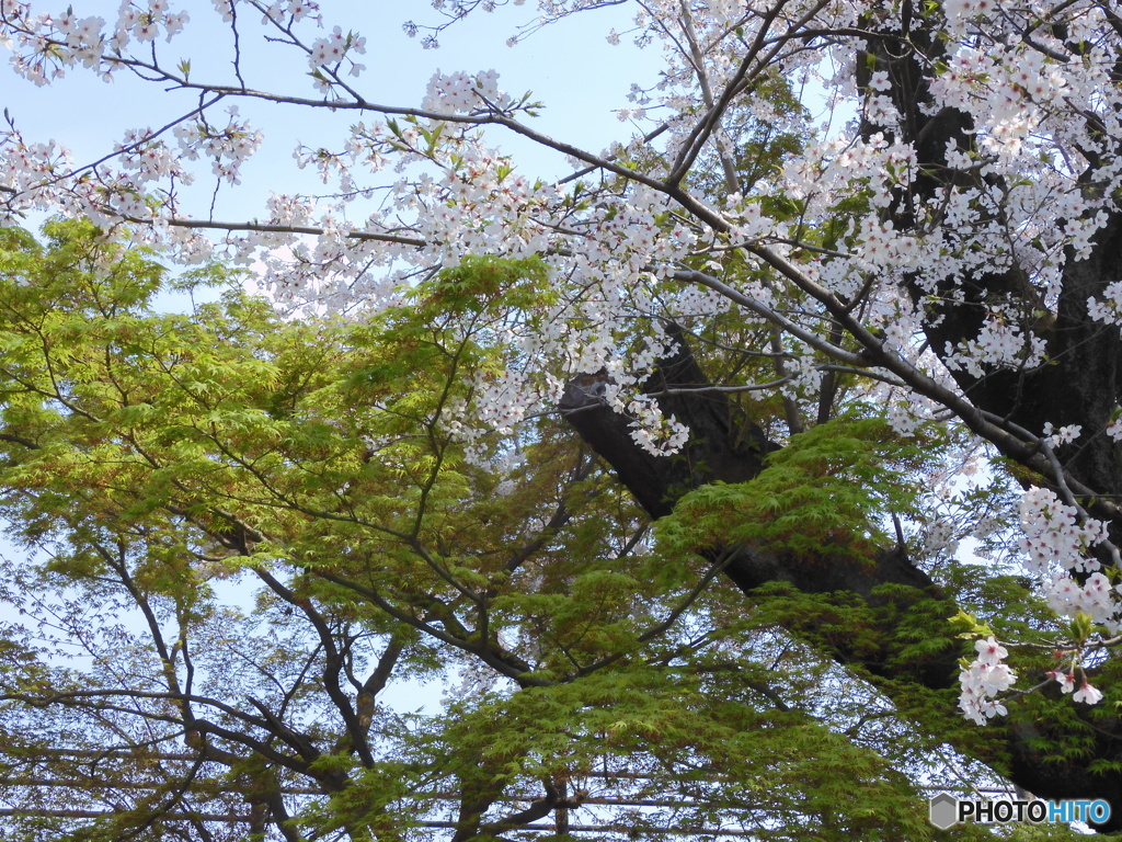 緑と桜