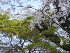 緑と桜