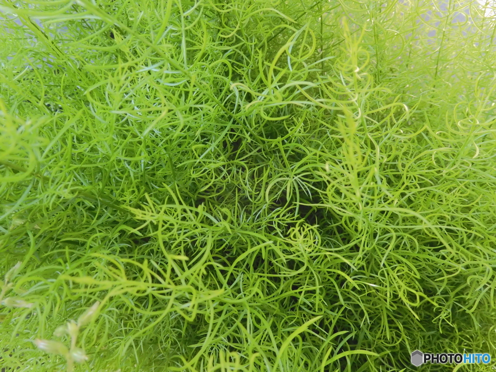 草