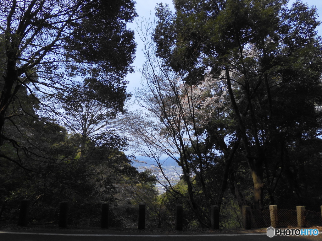 山林の中の桜