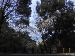 山林の中の桜