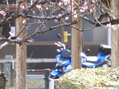 梅