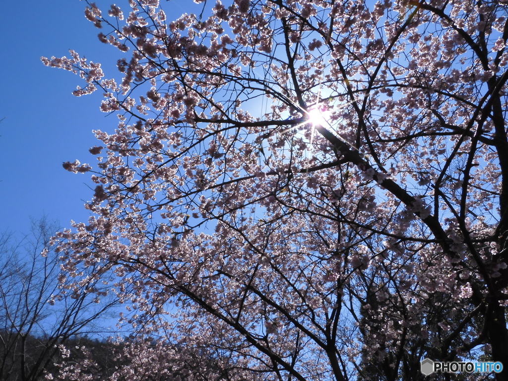 寒桜