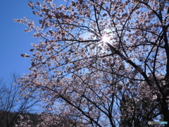 寒桜