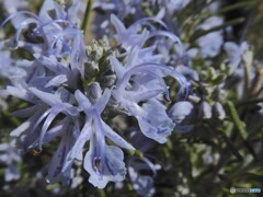 ローズマリーの花