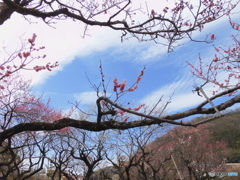 梅