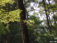 山林の中から