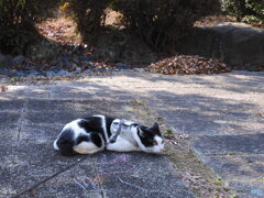 猫