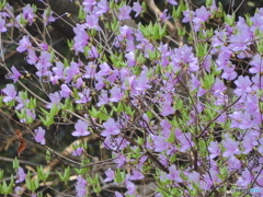 何かの花 (ミツバツツジ)