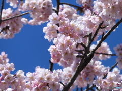 寒桜