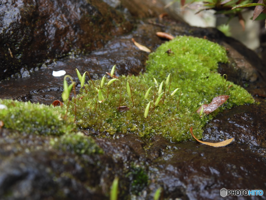 しょぼんな苔