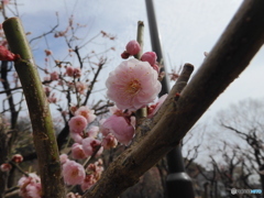 梅