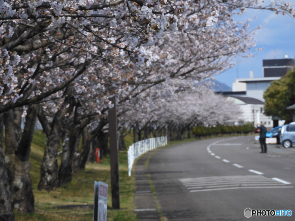 桜