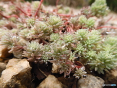 セダム　多肉植物