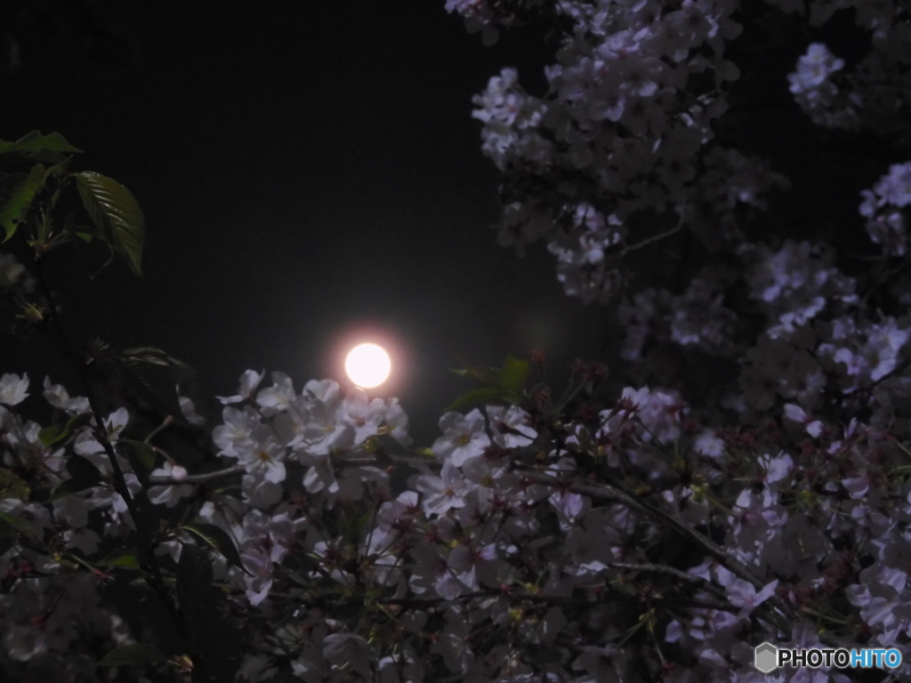 スーパームーン桜