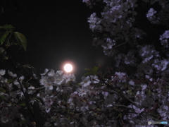 スーパームーン桜