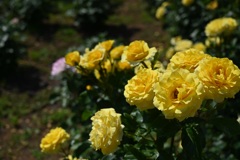 黄色い薔薇