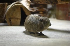 いつ動くの？