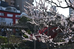 亀戸天神