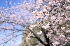 春間近