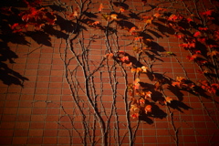 紅・紅