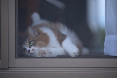 んにゃ。。。