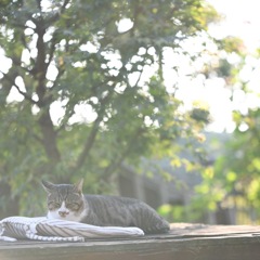 ぽかぽか陽気