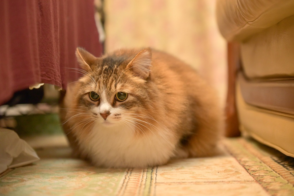 うちの癒し系