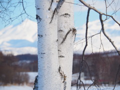 白樺と大雪山