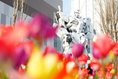 チューリップとともに