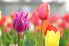 チューリップ