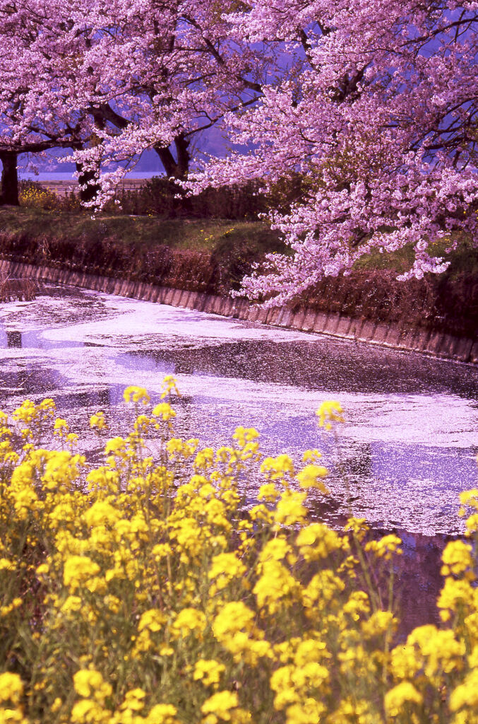 湖北の春