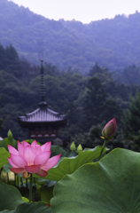 三室戸寺の蓮