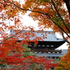 去年の紅葉