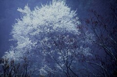 雨のベール