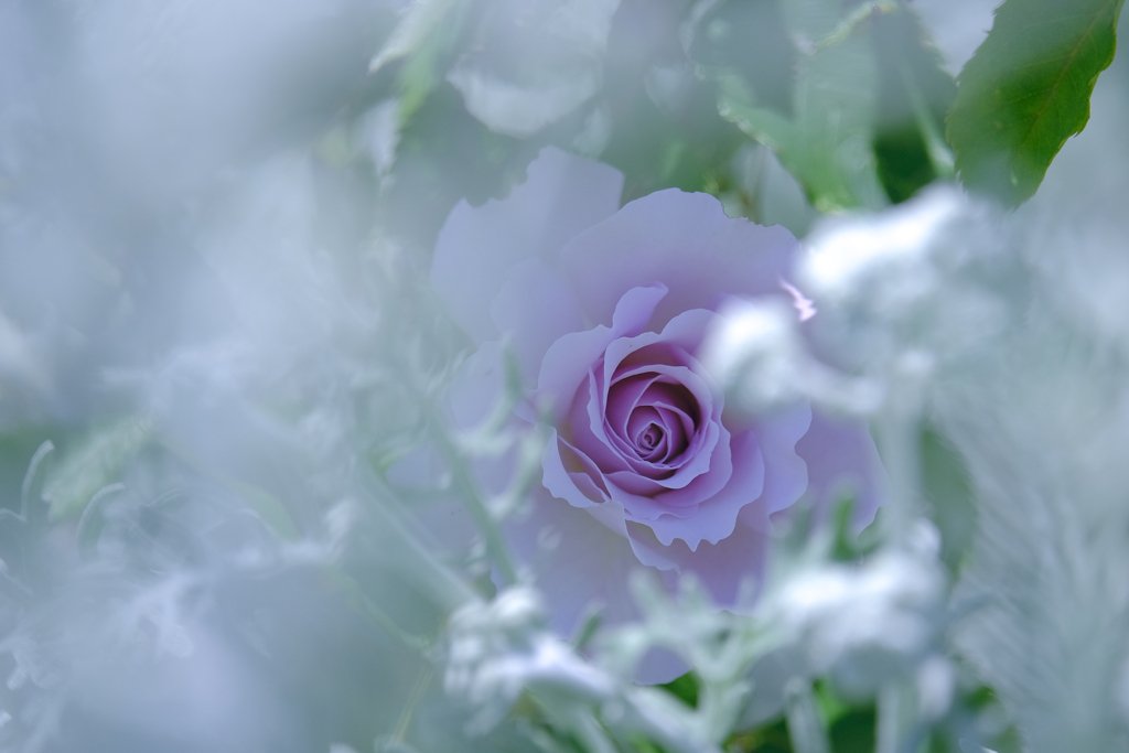 初夏の花壇