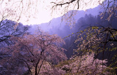 大和路の桜