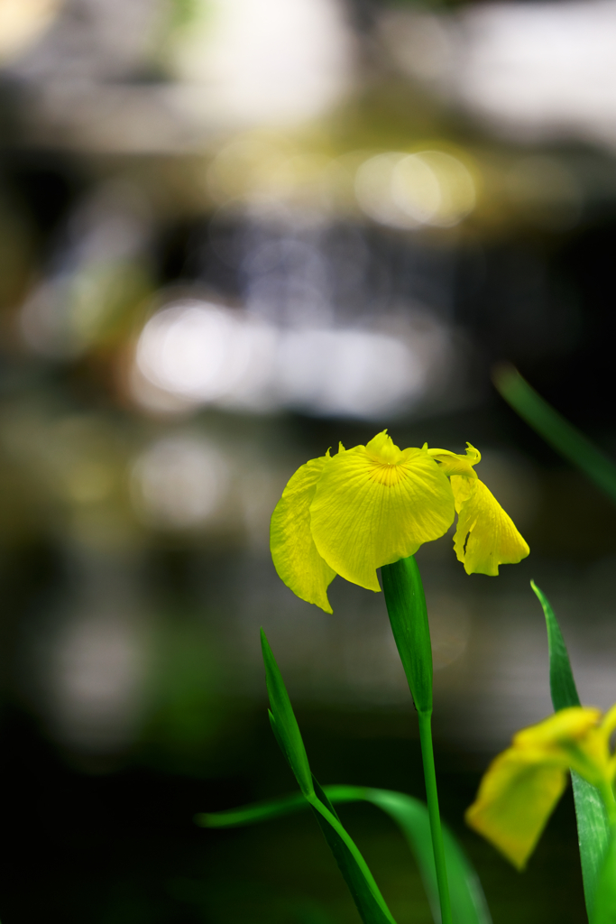 黄菖蒲