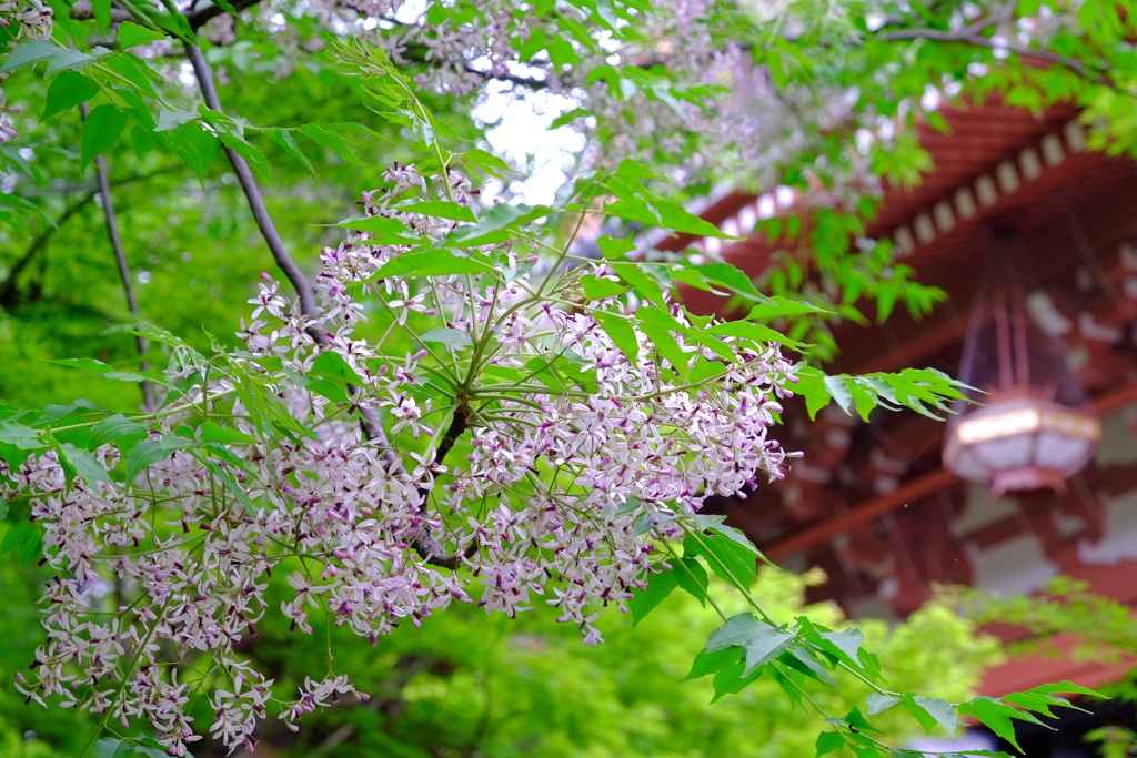 栴檀