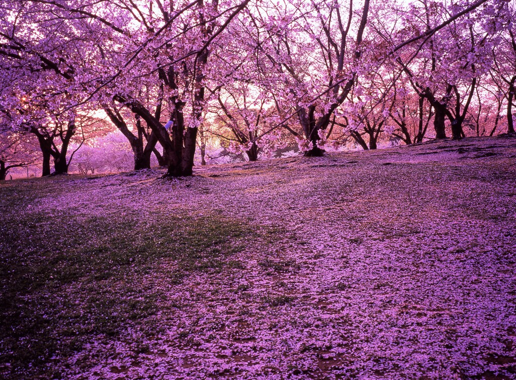 雨上がりの朝
