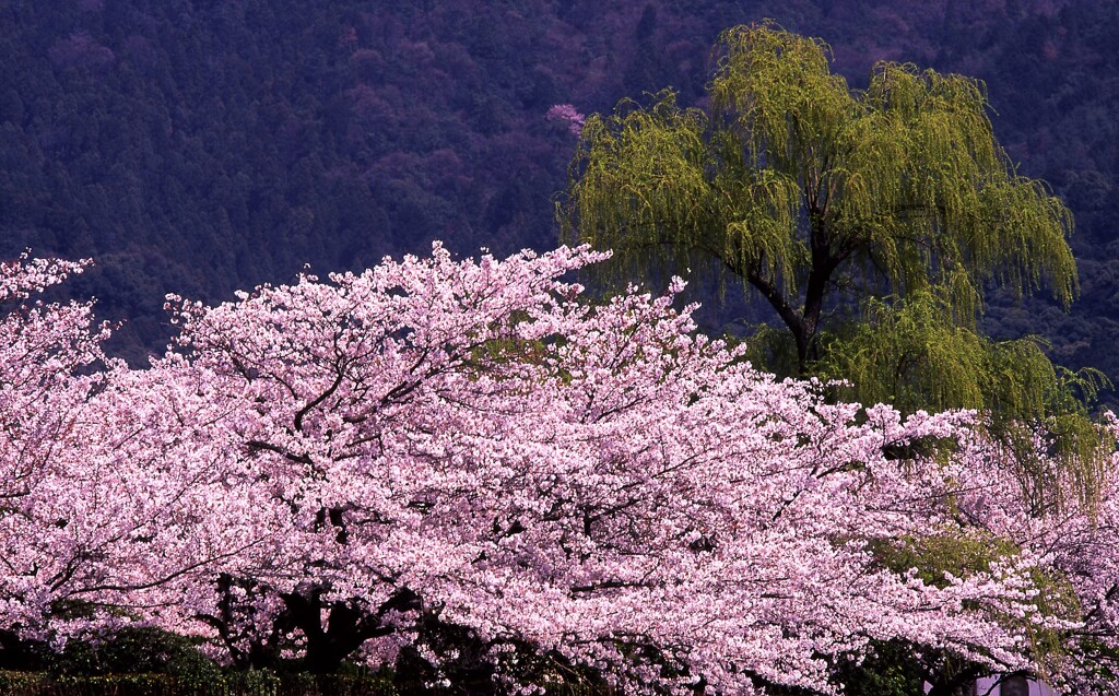 柳と桜