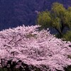 柳と桜