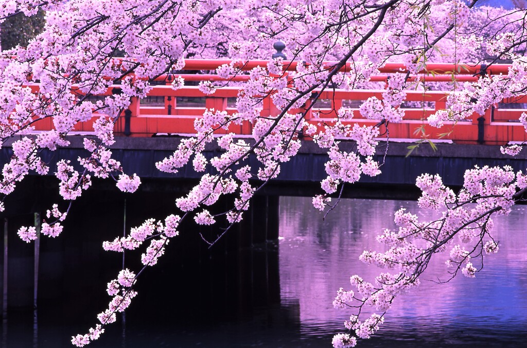 疎水の桜