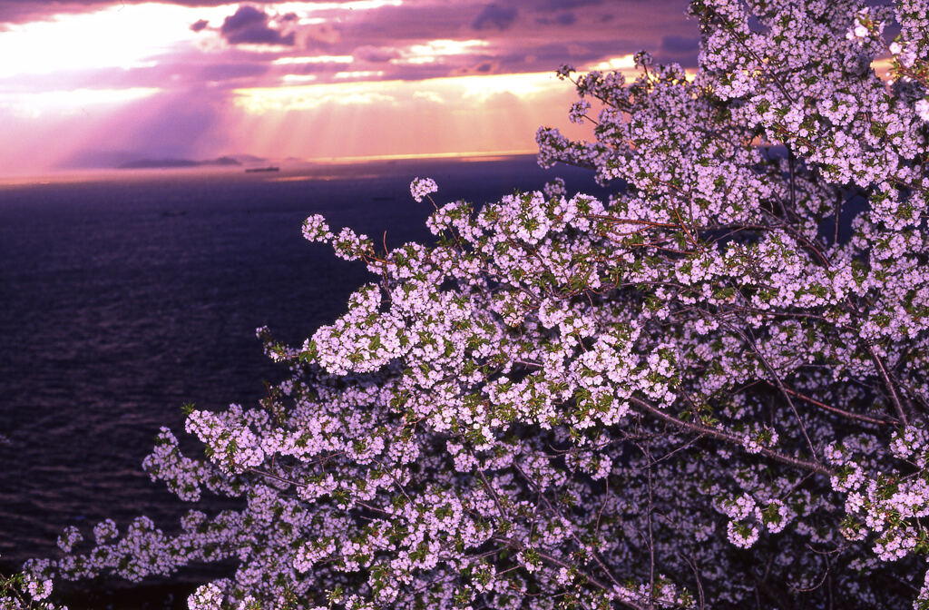 岬の山桜