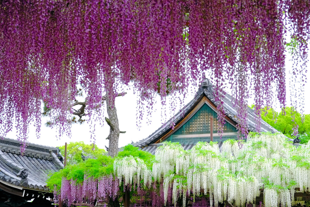 wisteria