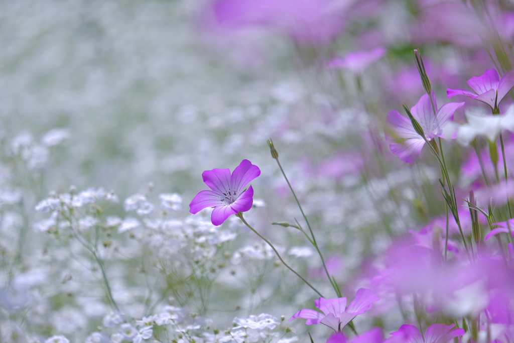 初夏の花壇